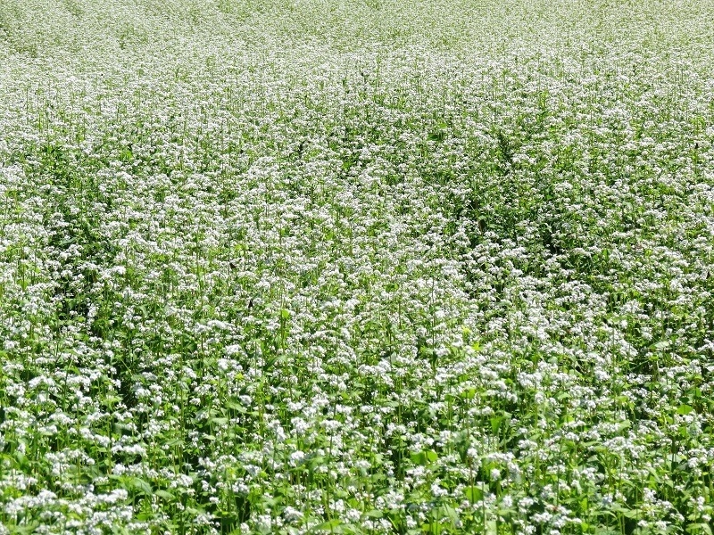 蕎麦 花言葉 蕎麦 花言葉 恋人