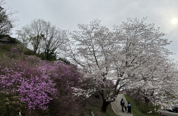 桜満開！！🌸✨